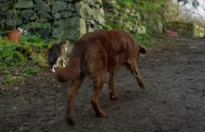 cats, dogs, animals, story, friends, trending,