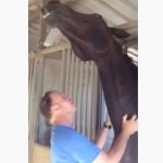 Lovely Horse get petted on the neck