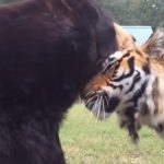 Unusual friendship between Three Beasts