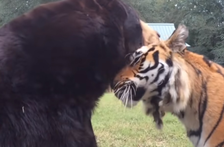 Tiger, Lion, Bear, animals, trending, friendship,