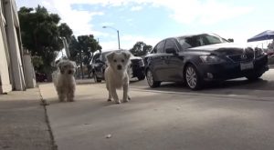 Dogs, Story, Rescue, Happy, animals, pets,