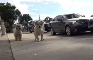 Dogs, Story, Rescue, Happy, animals, pets,