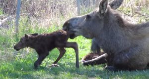 Moose, animals, babies, trending, newborn, adorable,