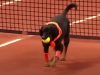 Street dogs, dogs, animals, adorable, sport, tennis, ball boys,