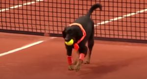 Street dogs, dogs, animals, adorable, sport, tennis, ball boys,