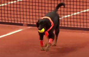 Street dogs, dogs, animals, adorable, sport, tennis, ball boys,