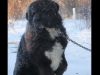 Dogs, Freezing, Winter, Chained, Story, Rescue,
