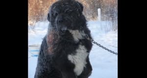 Dogs, Freezing, Winter, Chained, Story, Rescue,