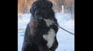 Dogs, Freezing, Winter, Chained, Story, Rescue,