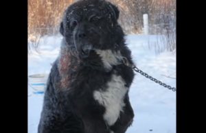 Dogs, Freezing, Winter, Chained, Story, Rescue,