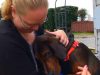 Dogs, story, adoption, rescue, emotional, abused dogs,