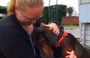 Dogs, story, adoption, rescue, emotional, abused dogs,