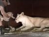 Lioness, lion, Big cat, Baby Cub, Adorable, Animals,