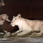 A Lioness and owner Celebrates new babies