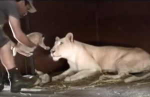 Lioness, lion, Big cat, Baby Cub, Adorable, Animals,