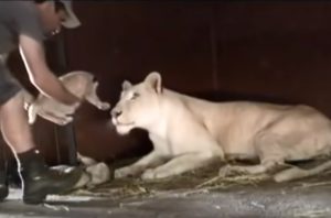 Lioness, lion, Big cat, Baby Cub, Adorable, Animals,