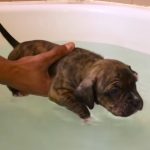 Pitbull Puppy Try to swim for the first time