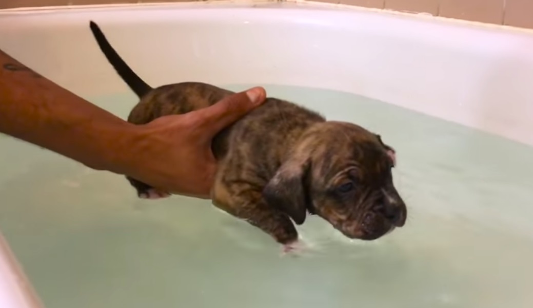 Dogs, Pitbull, Pool, Swim, Adorable, Funny,