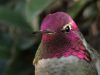 Hummingbird, Camera, colorful, magic, birds, animals, nature, beauty,