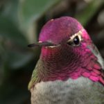 Hummingbird Looks At The Camera