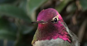 Hummingbird, Camera, colorful, magic, birds, animals, nature, beauty,