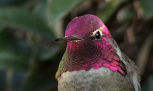 Hummingbird, Camera, colorful, magic, birds, animals, nature, beauty,