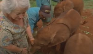 Elephant, Story, Wildlife, Animals, Lady, Heroes,