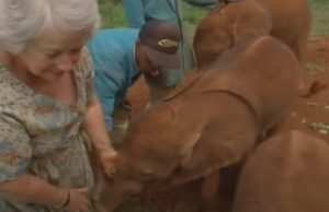 Elephant, Story, Wildlife, Animals, Lady, Heroes,