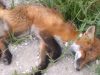 Fox, animals, rescue, accident, roads, cars,