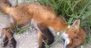 Fox, animals, rescue, accident, roads, cars,