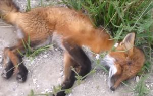 Fox, animals, rescue, accident, roads, cars,