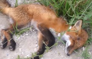 Fox, animals, rescue, accident, roads, cars,
