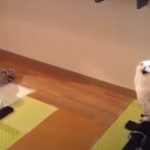 This Laughing Owl Will Brighten Your Days