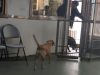 Dogs, animals, puppies, story, friends, adoption,