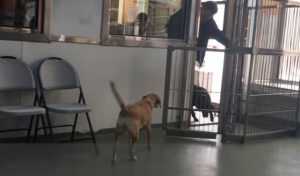 Dogs, animals, puppies, story, friends, adoption,