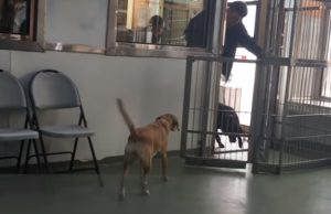 Dogs, animals, puppies, story, friends, adoption,