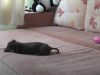 Puppies, Dogs, Bed, Playing, Animals, adorable,
