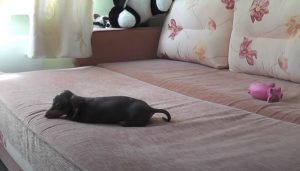 Puppies, Dogs, Bed, Playing, Animals, adorable,
