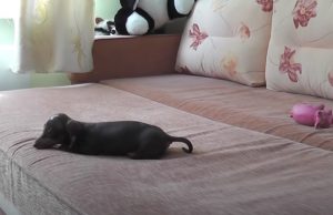 Puppies, Dogs, Bed, Playing, Animals, adorable,