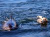 Dolphin, Shore, Swim, dogs, Island, Animals, friends,