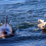 Dolphin Take His Buddy For A Swim