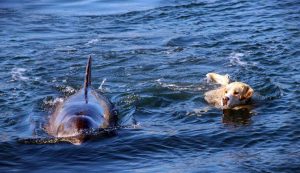 Dolphin, Shore, Swim, dogs, Island, Animals, friends,