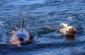 Dolphin, Shore, Swim, dogs, Island, Animals, friends,