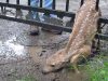 Fawn, Mom, babies, rescue, save life, animals, deer,