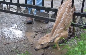 Fawn, Mom, babies, rescue, save life, animals, deer,