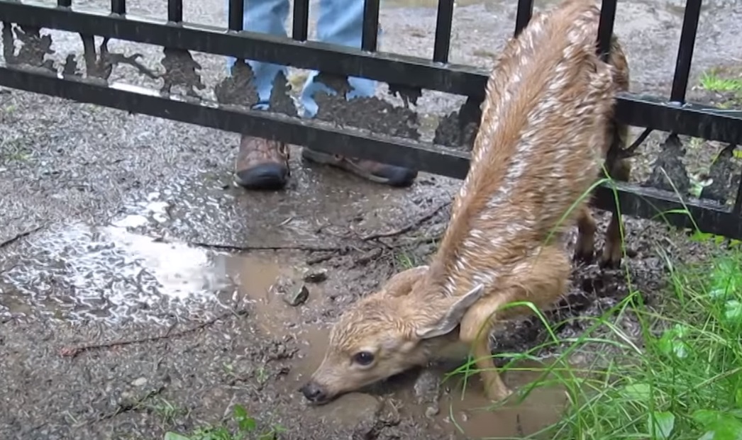 Fawn, Mom, babies, rescue, save life, animals, deer,
