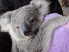Adorable, Babies, Koala, animals, cute, adoption,