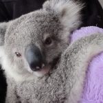 The most adorable Koala of all time