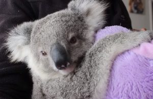 Adorable, Babies, Koala, animals, cute, adoption,