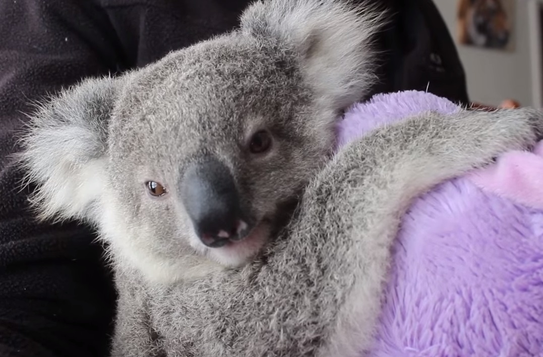 Adorable, Babies, Koala, animals, cute, adoption,